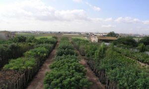 Arboricultura Jordi Vicent