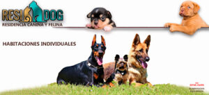 Residog