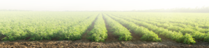 AgroEmplea E.T.T., SL