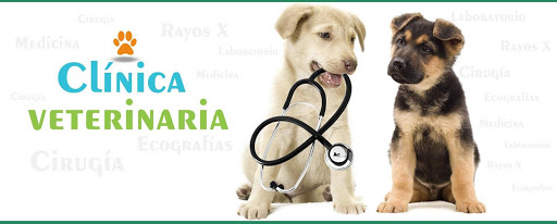 Clinica Veterinaria Año