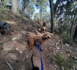 ECANVAL - Educador Canino Valencia - Adiestramiento y excursiones