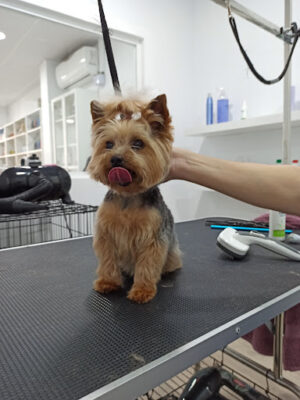 PerriJau Peluquería Canina y Tienda de accesorios