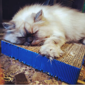 Amor de Gato. La Catshop para Catlovers.
