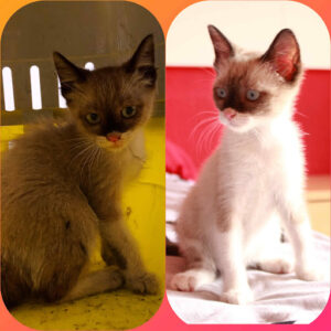 UrbanPet Valencia
