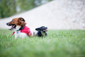 Lobo Descafeinado - Adiestramiento canino en Valencia - Educación de perros y actividades