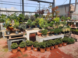 CENTRO DE JARDINERIA KAYNATURA