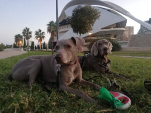Masterofcanes - educación y adiestramiento canino Valencia