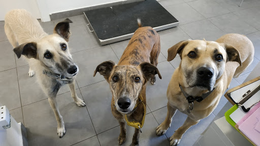 Avenida del Puerto 200, Clínica Veterinaria