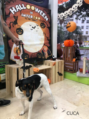 Interzoo Gran Vía - Valencia   Peluquería Canina Productos para mascotas Comprar pienso para perros y gatos