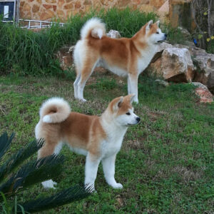 Criadero y educador de Akita Inu - Haku hi to densetsu