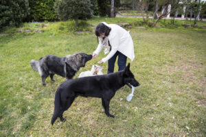 KOIRA Adiestramiento Canino