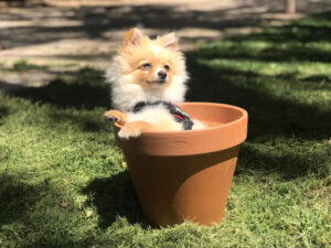 CENTRO CANINO CHICHET