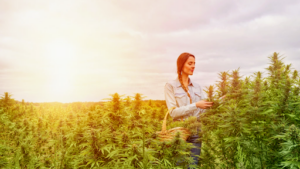 Family Tree CBD Cannabis Boutique