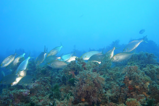 Centro de buceo Delfín Cullera