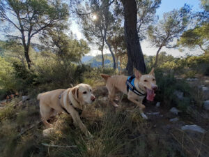 ECANVAL - Educador Canino Valencia - Adiestramiento y excursiones