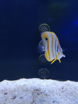 Biosfera
