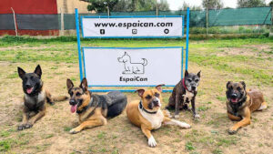 EspaiCan Adiestramiento Canino Valencia