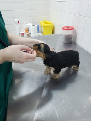 Clinica Veterinaria SVPAP