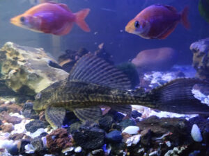 OCEANOSHOP.COM - Tu tienda de acuariofilia, peces, mascotas, acuarios, animales