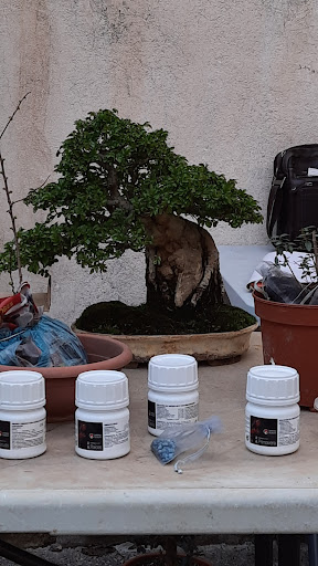 Escuela Bonsai València