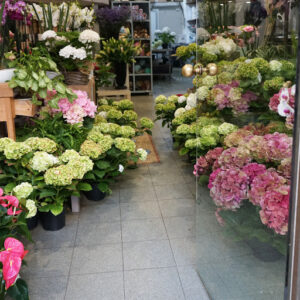Flores Feliu