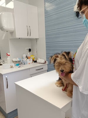 Clínica Veterinaria Blasco Ibáñez 119