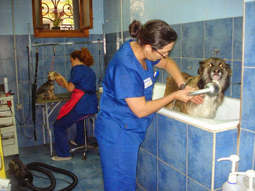 Veterinario en Valencia - Centro Médico Veterinario El Palau