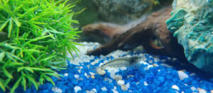 Exotic-shrimp.es - Tienda de acuarios en Valencia