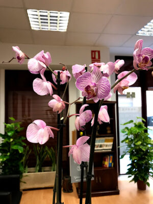 MASAJES y ACUPUNTURA - 崔航