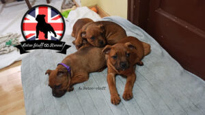 Retse-staff Kennel