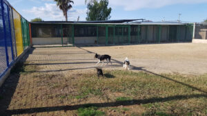 Residencia Canina Valencia