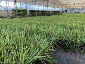 Vivero y Garden Reviplant