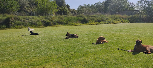 RESIDENCIA CANINA DEL XIQUET