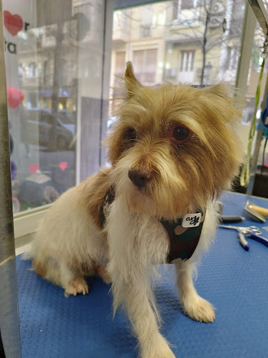 INTERZOO - Cánovas - Valencia   Peluquería Canina Productos para mascotas Comprar piensos para perros y gatos