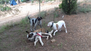 ECANVAL - Educador Canino Valencia - Adiestramiento y excursiones