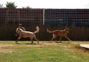 Residencia Canina Valencia