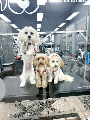 By Mascota Quatre Carreres - Tienda Mascotas, Peluquería Canina Valencia