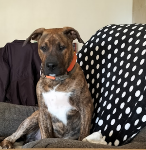 Perriamigos Servicios Para Mascotas